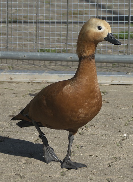天賦